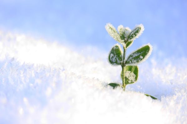 Tennisplätze im Winterschlaf